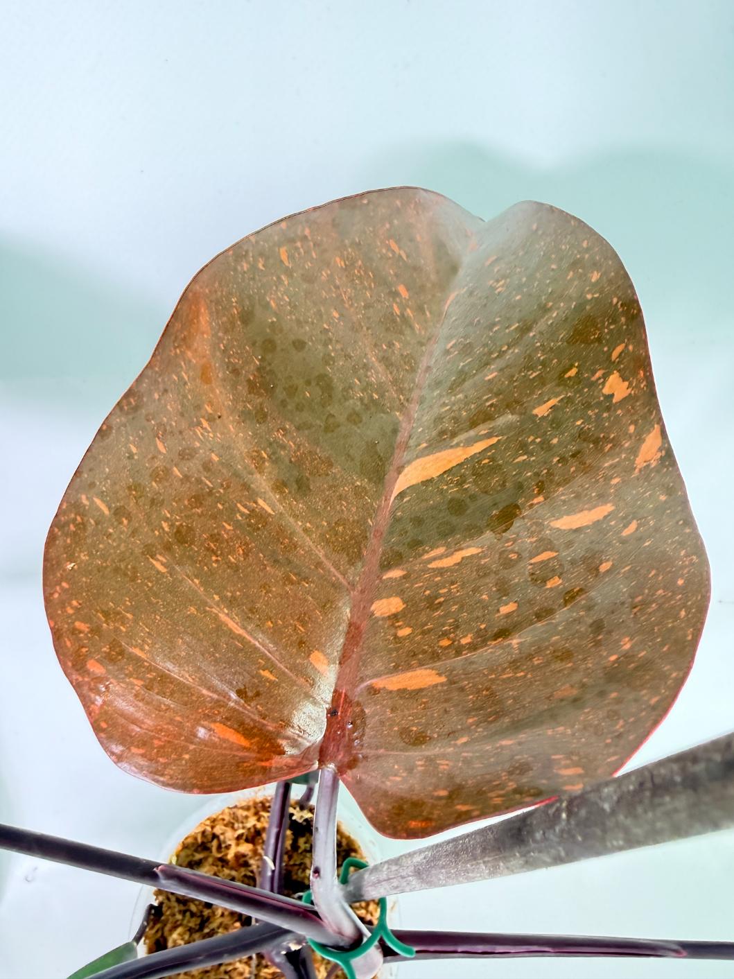 Philodendron Orange Princess Variegata 3