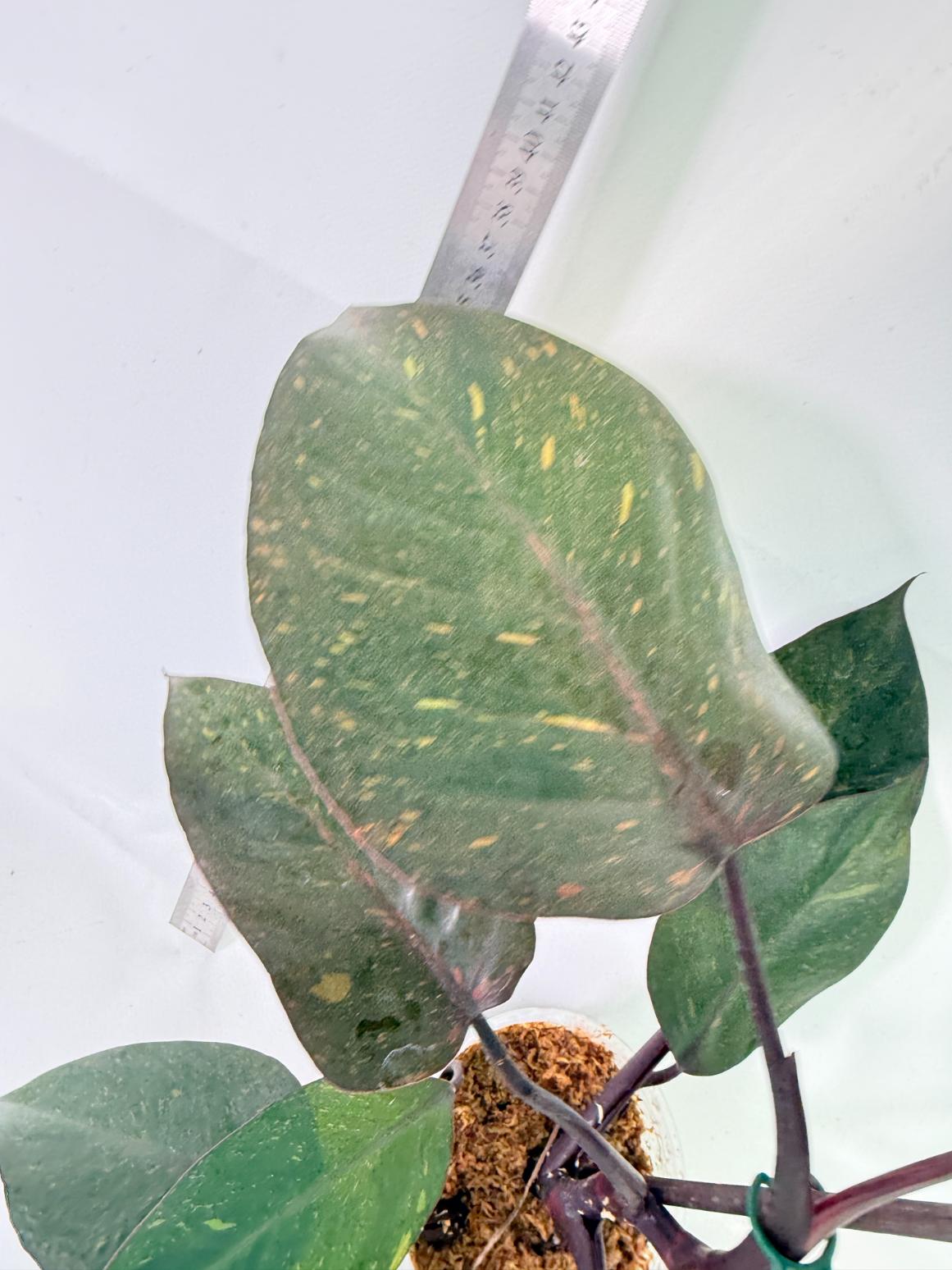 Philodendron Orange Princess Variegata 5