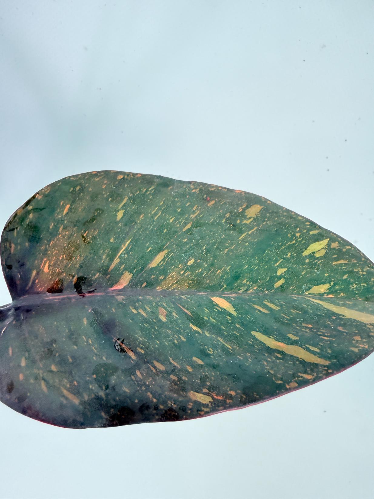 Philodendron Orange Princess Variegata 6