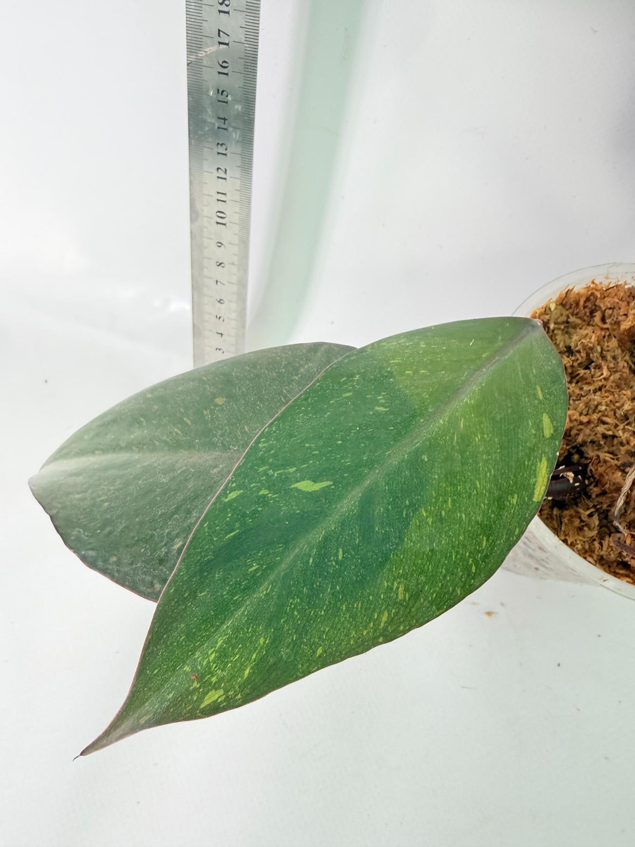Philodendron Orange Princess Variegata 7