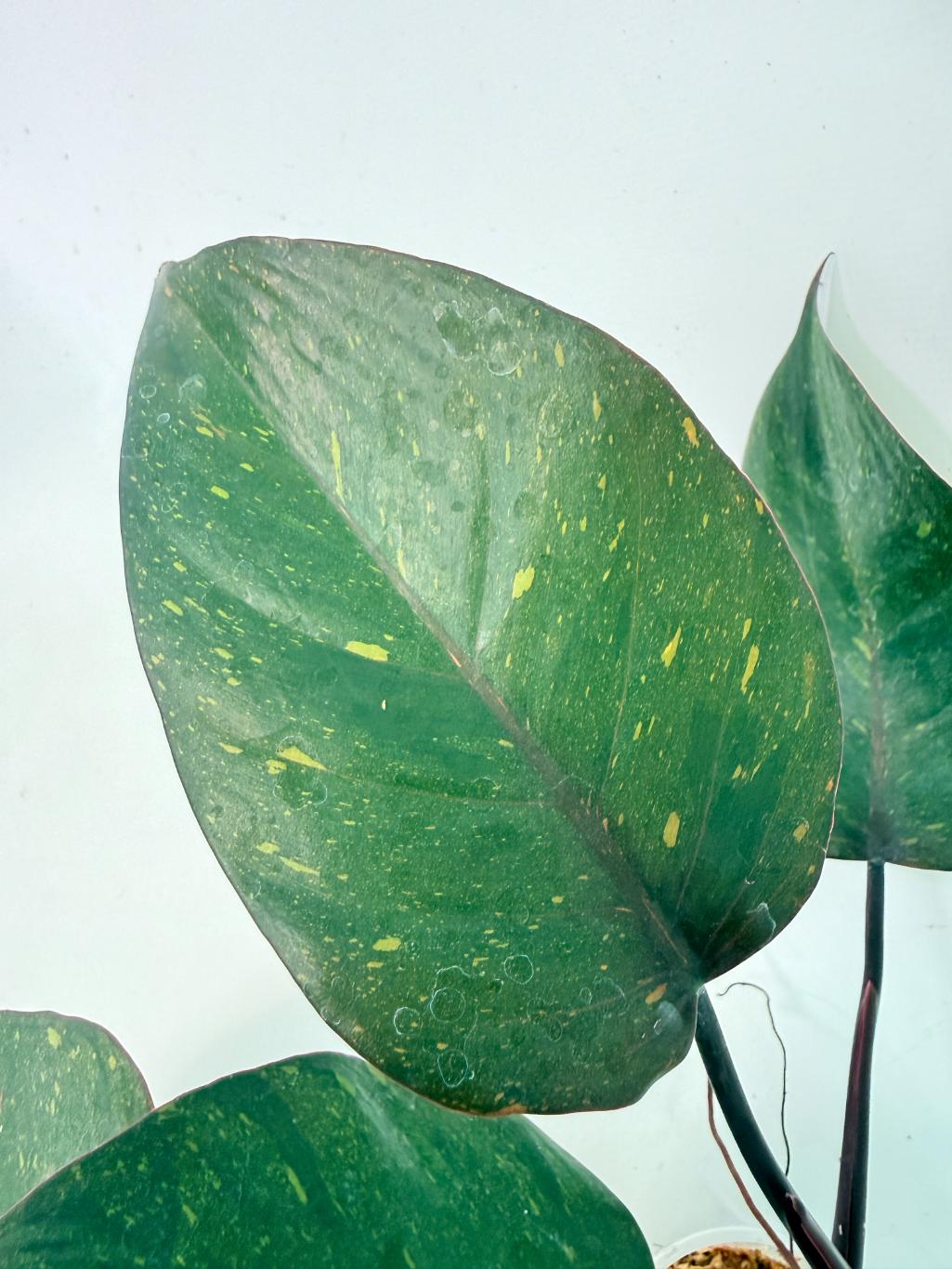 Philodendron Orange Princess Variegata 4