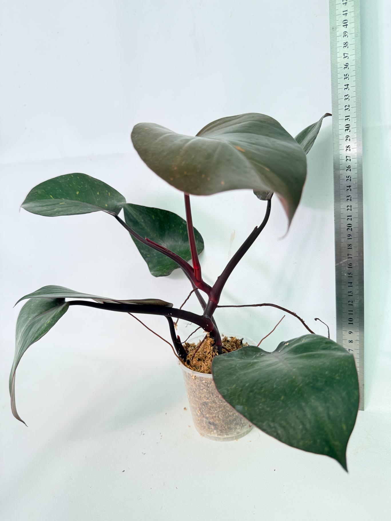 Philodendron Orange Princess Variegata 1