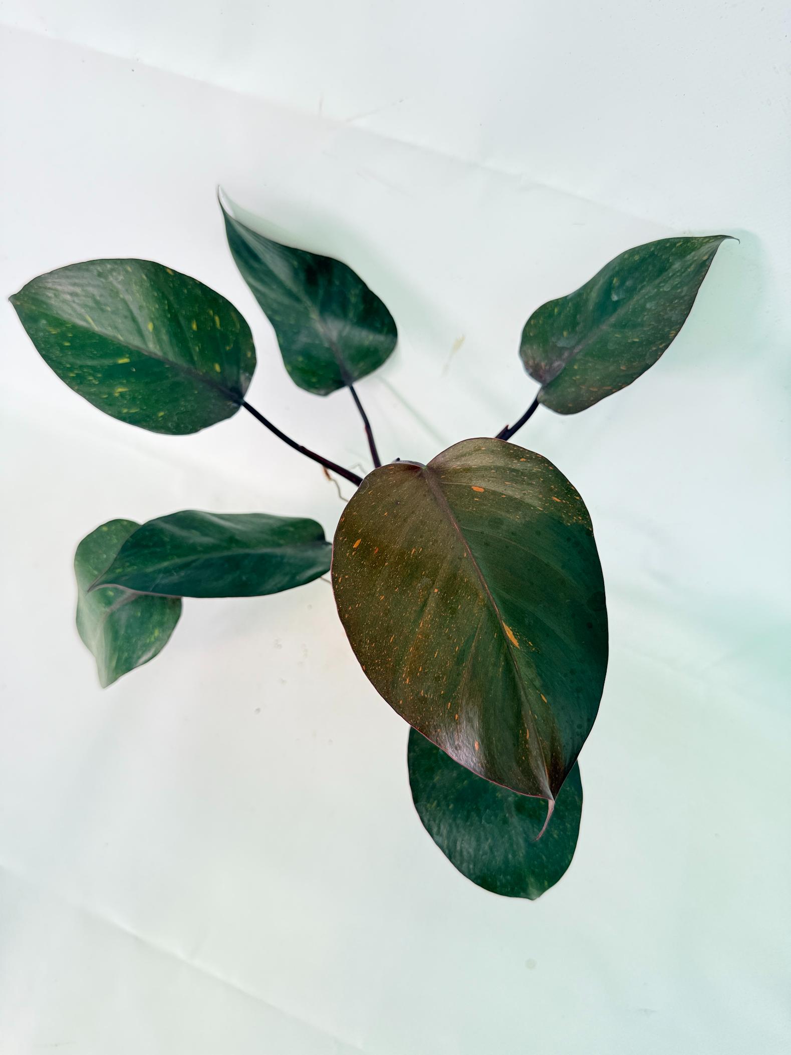 Philodendron Orange Princess Variegata 5