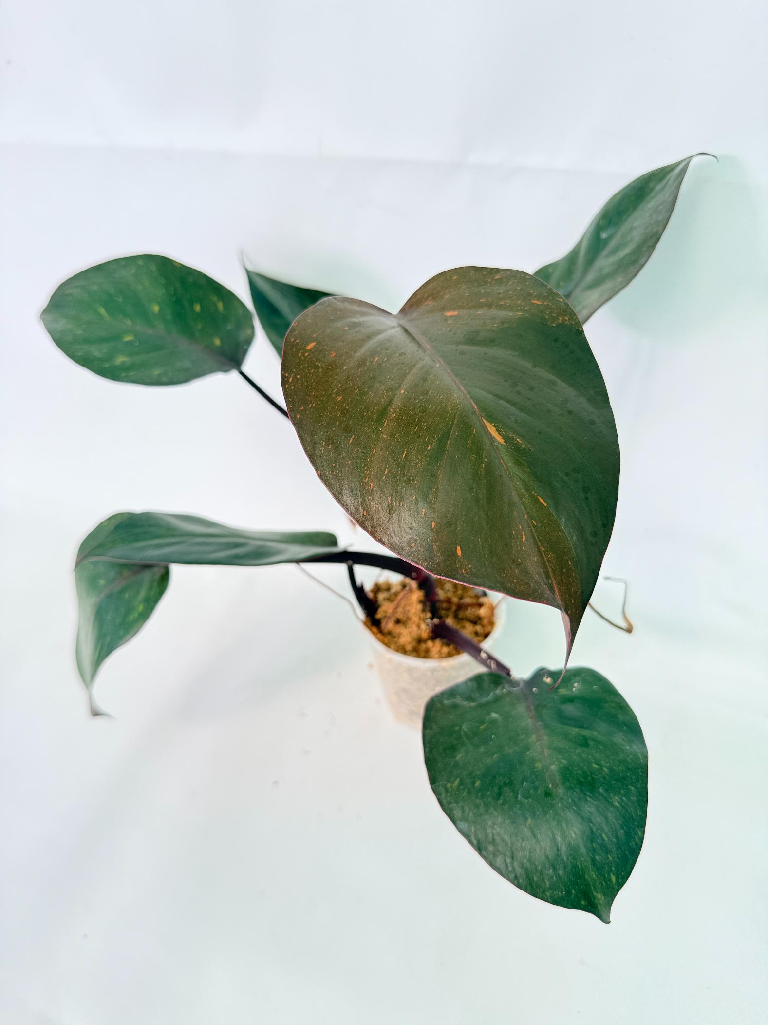 Philodendron Orange Princess Variegata 7