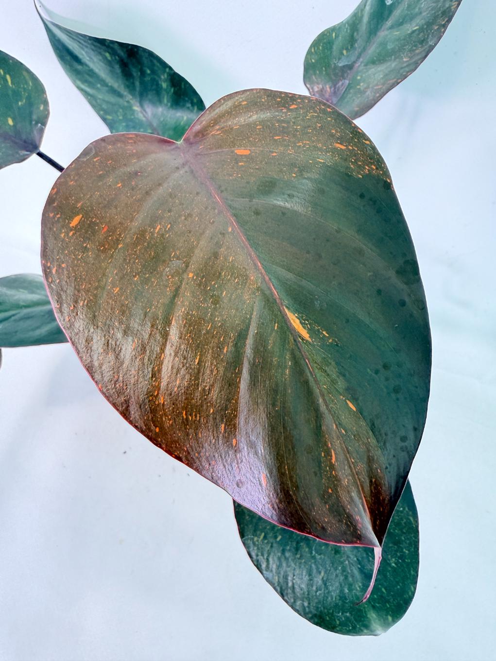 Philodendron Orange Princess Variegata 2