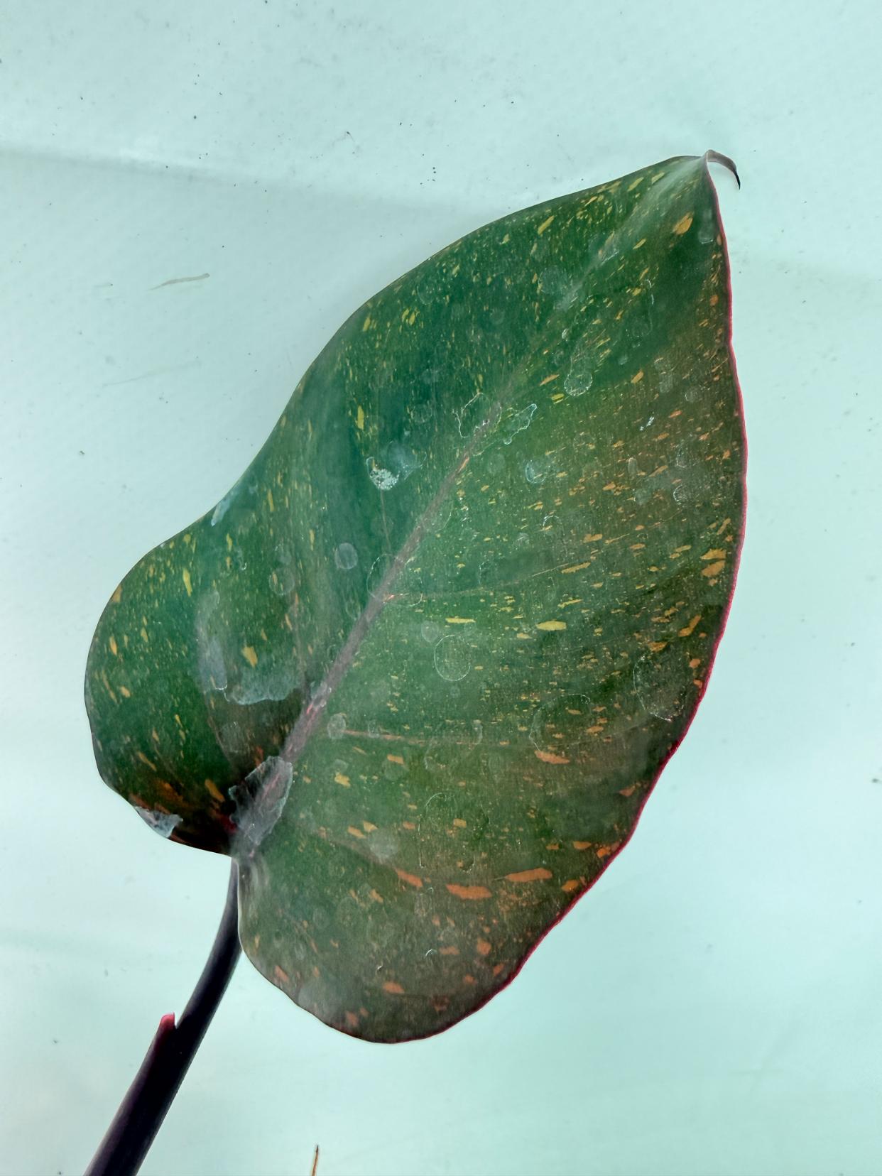Philodendron Orange Princess Variegata 6