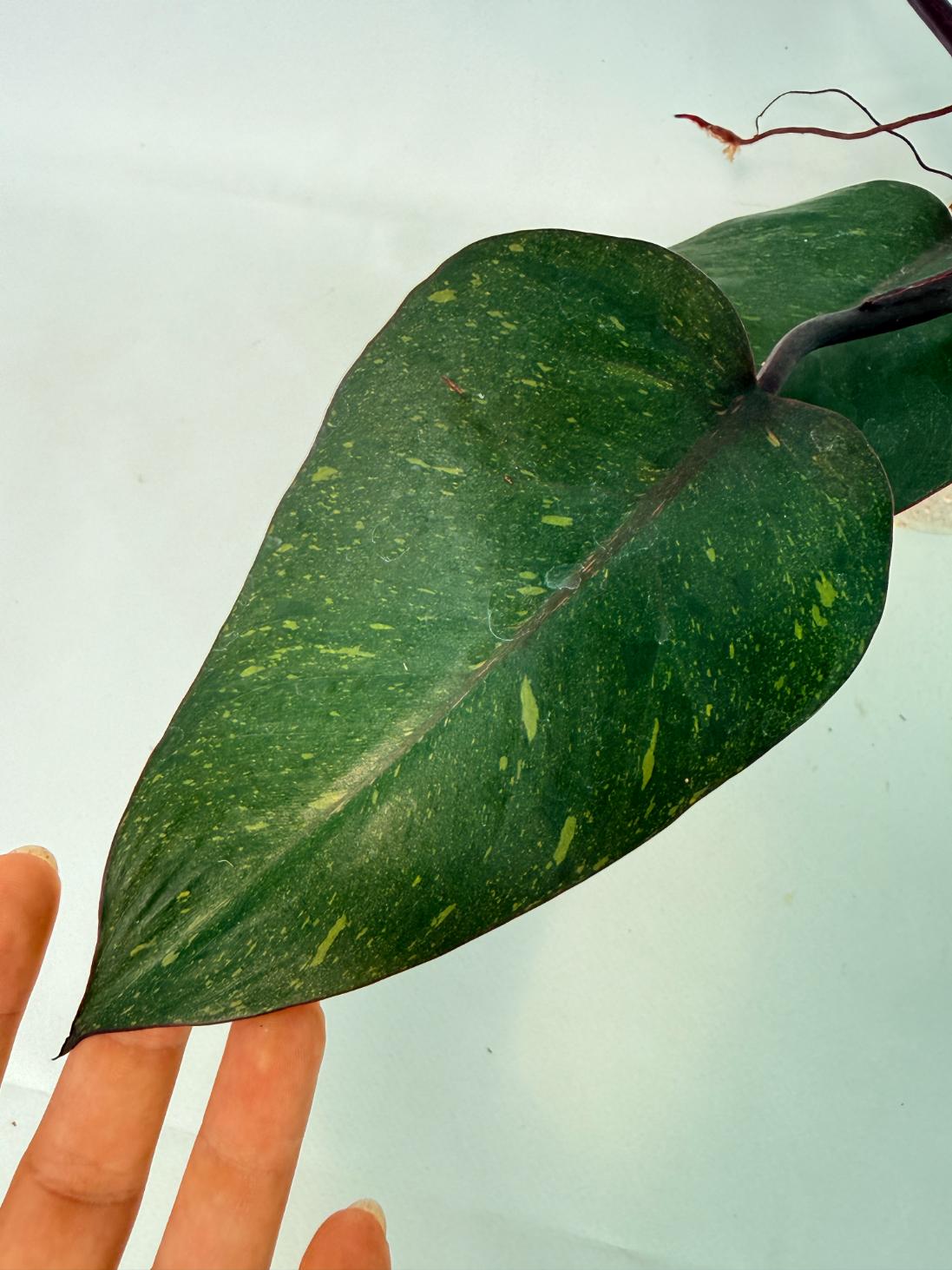 Philodendron Orange Princess Variegata 8