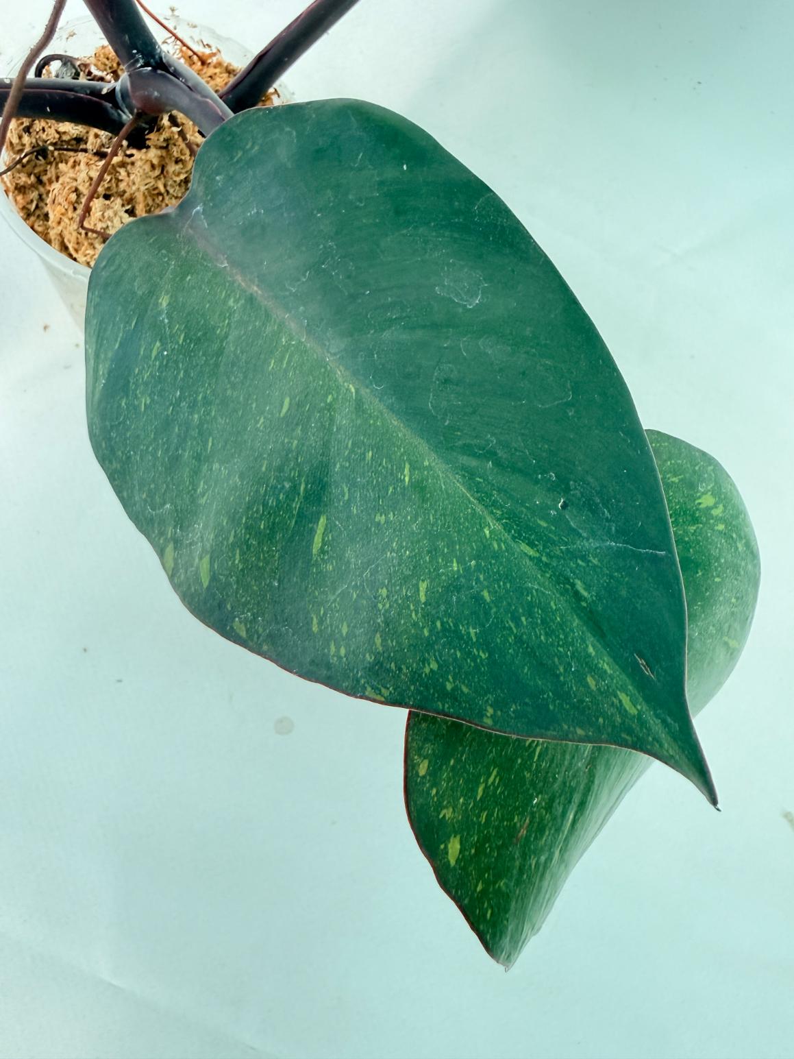 Philodendron Orange Princess Variegata 9