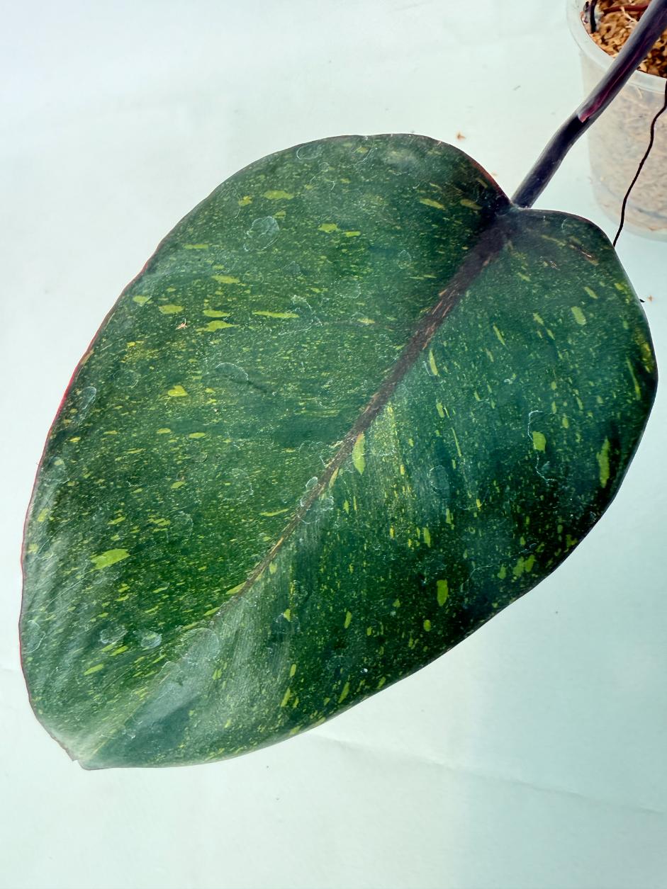 Philodendron Orange Princess Variegata 11