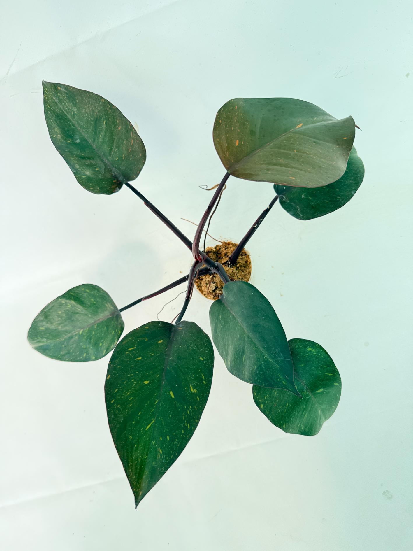 Philodendron Orange Princess Variegata 3