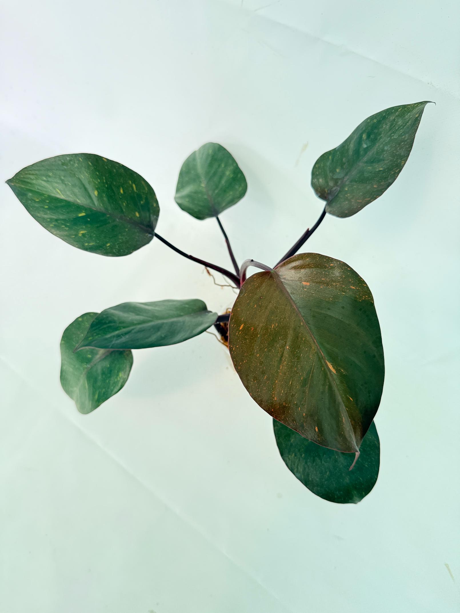 Philodendron Orange Princess Variegata 12