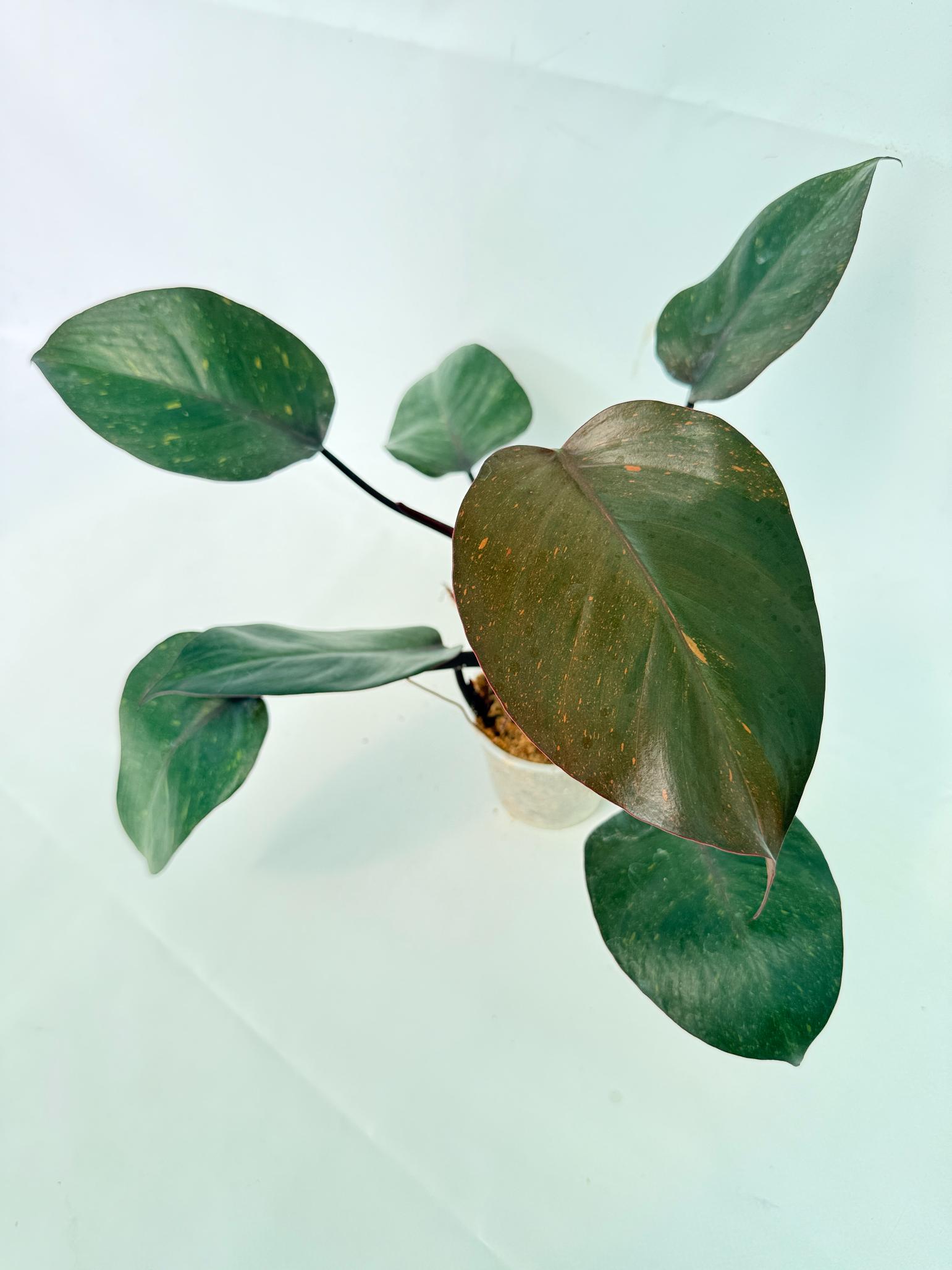 Philodendron Orange Princess Variegata 10
