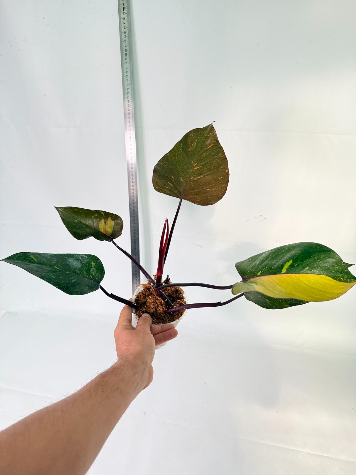 Philodendron Orange Princess Variegata 3