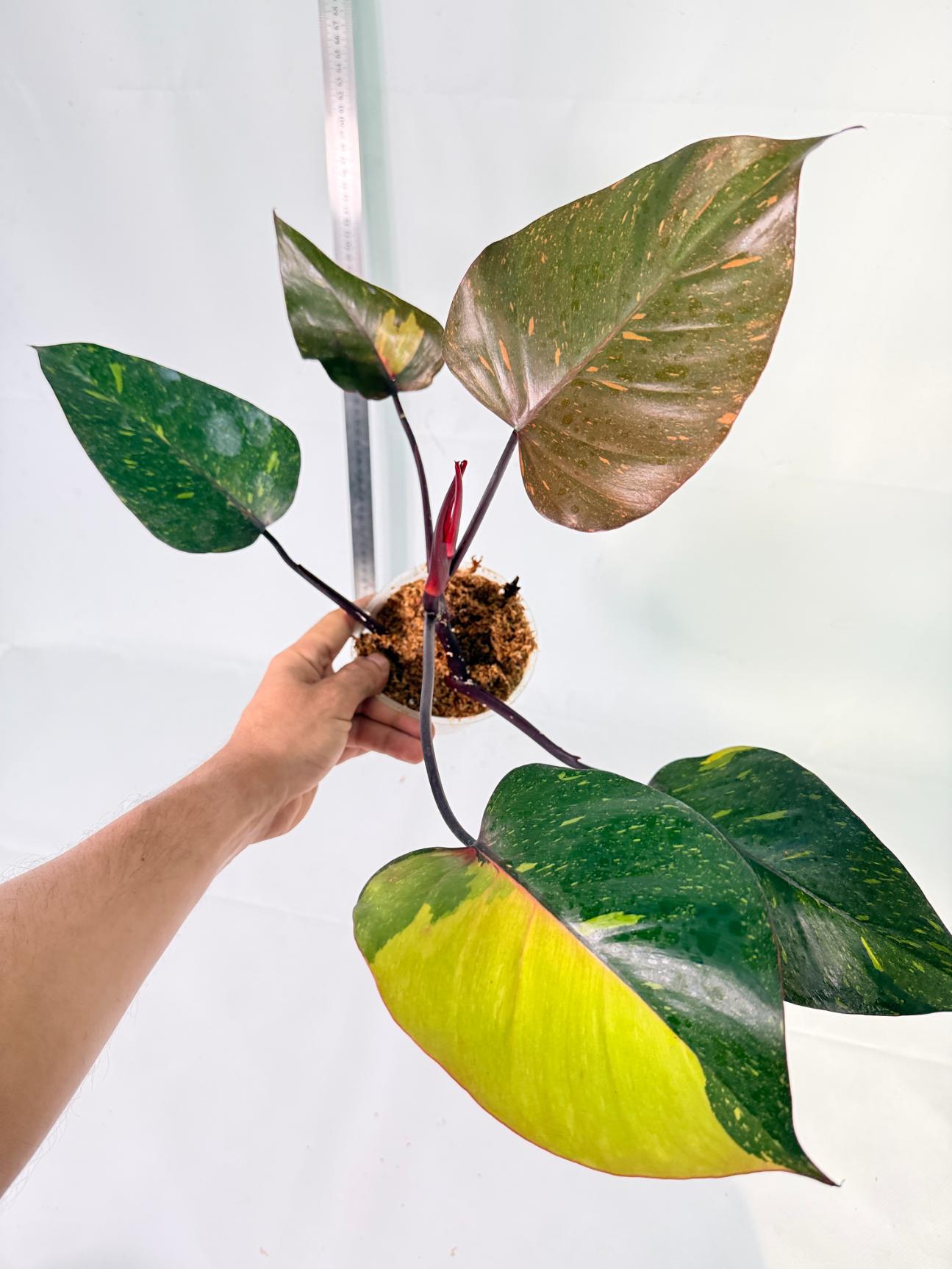 Philodendron Orange Princess Variegata 2