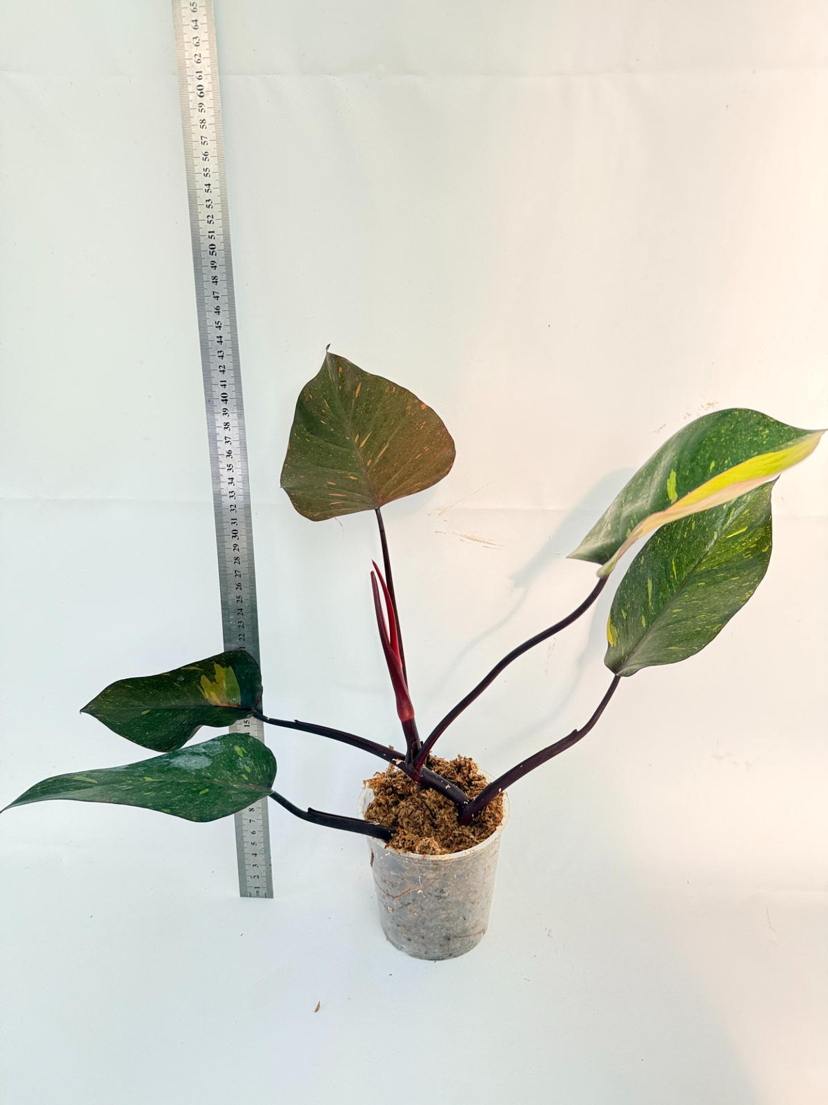 Philodendron Orange Princess Variegata 8