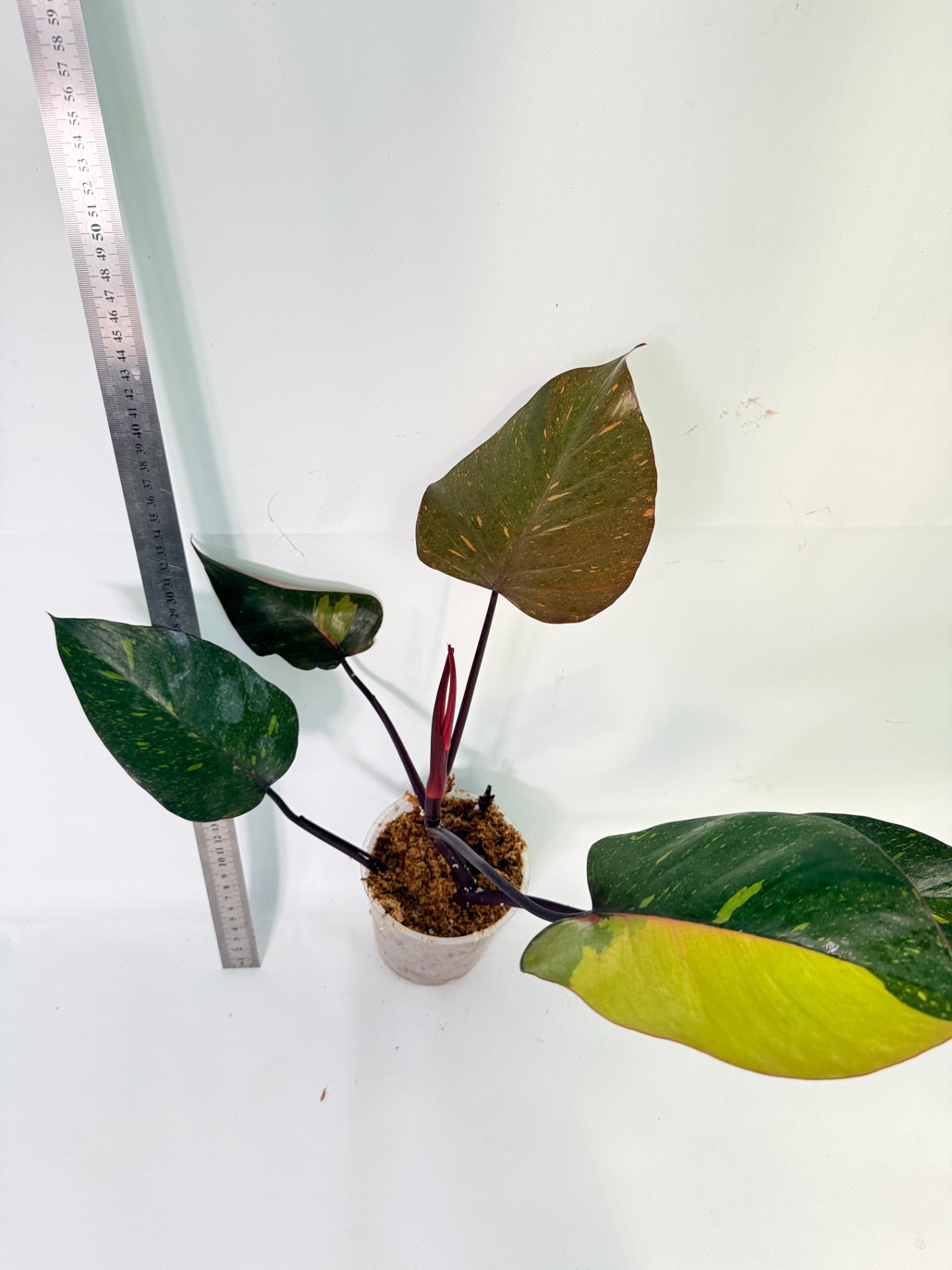 Philodendron Orange Princess Variegata 5