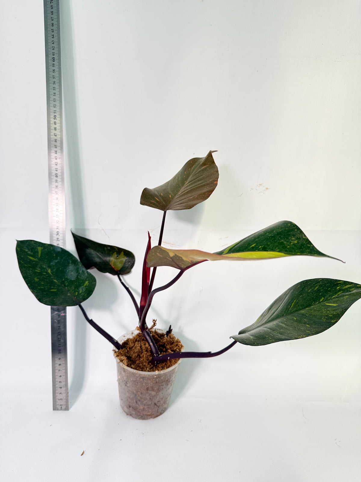 Philodendron Orange Princess Variegata 7