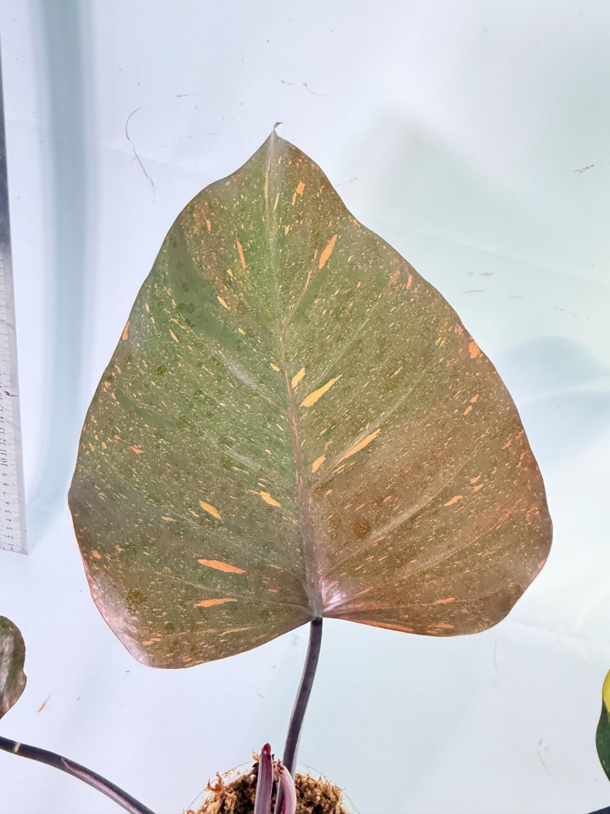 Philodendron Orange Princess Variegata 1