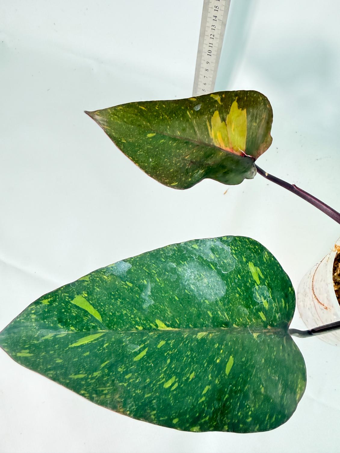 Philodendron Orange Princess Variegata 9