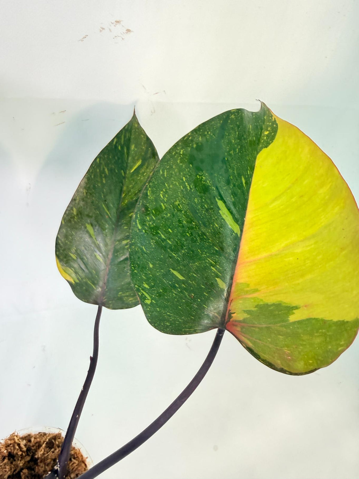 Philodendron Orange Princess Variegata 4