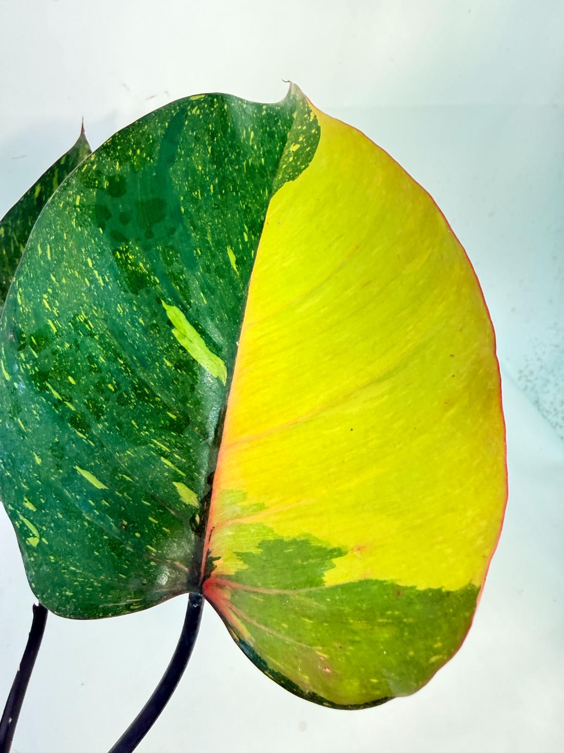 Philodendron Orange Princess Variegata 6