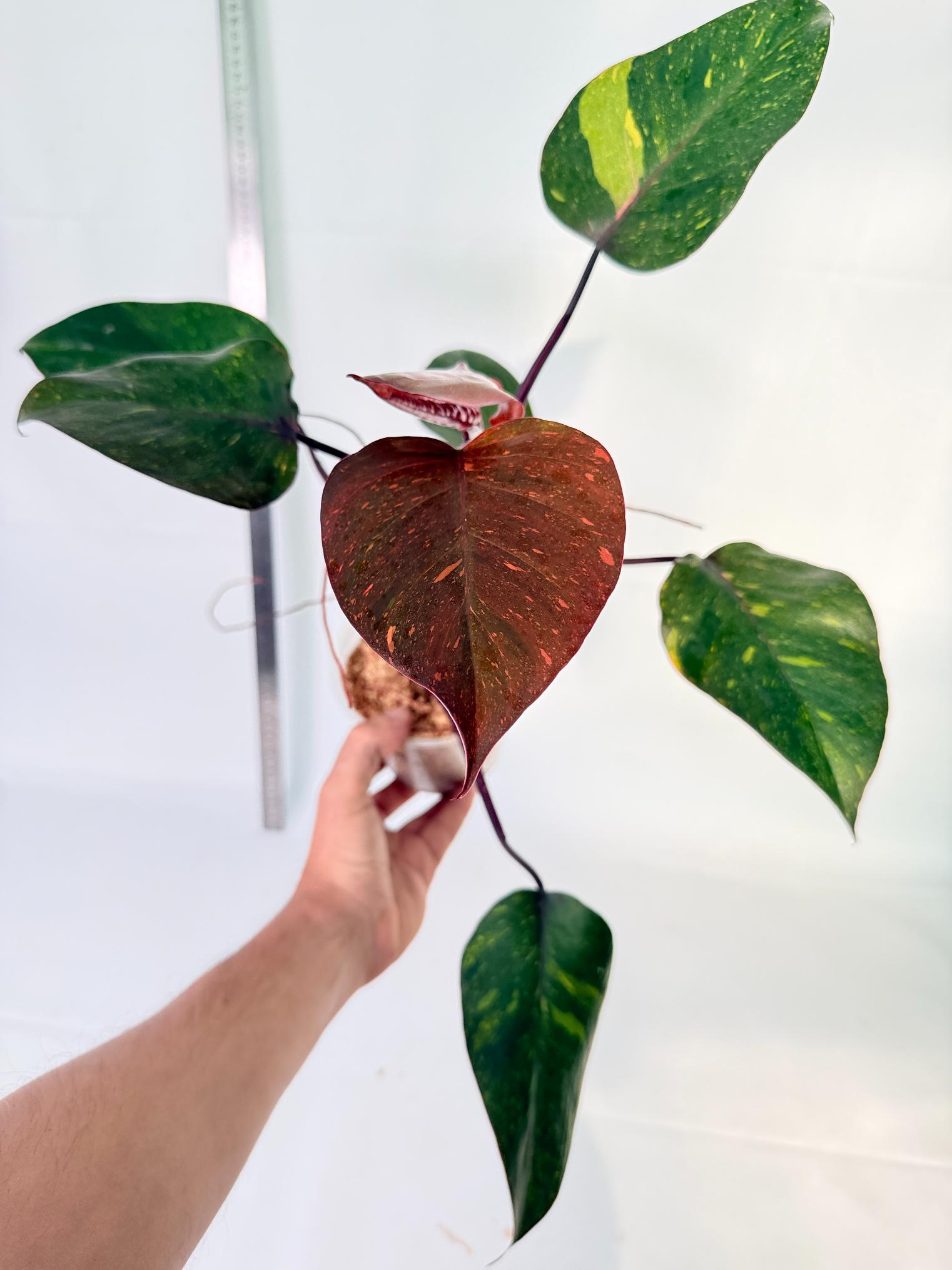 Philodendron Orange Princess Variegata 2
