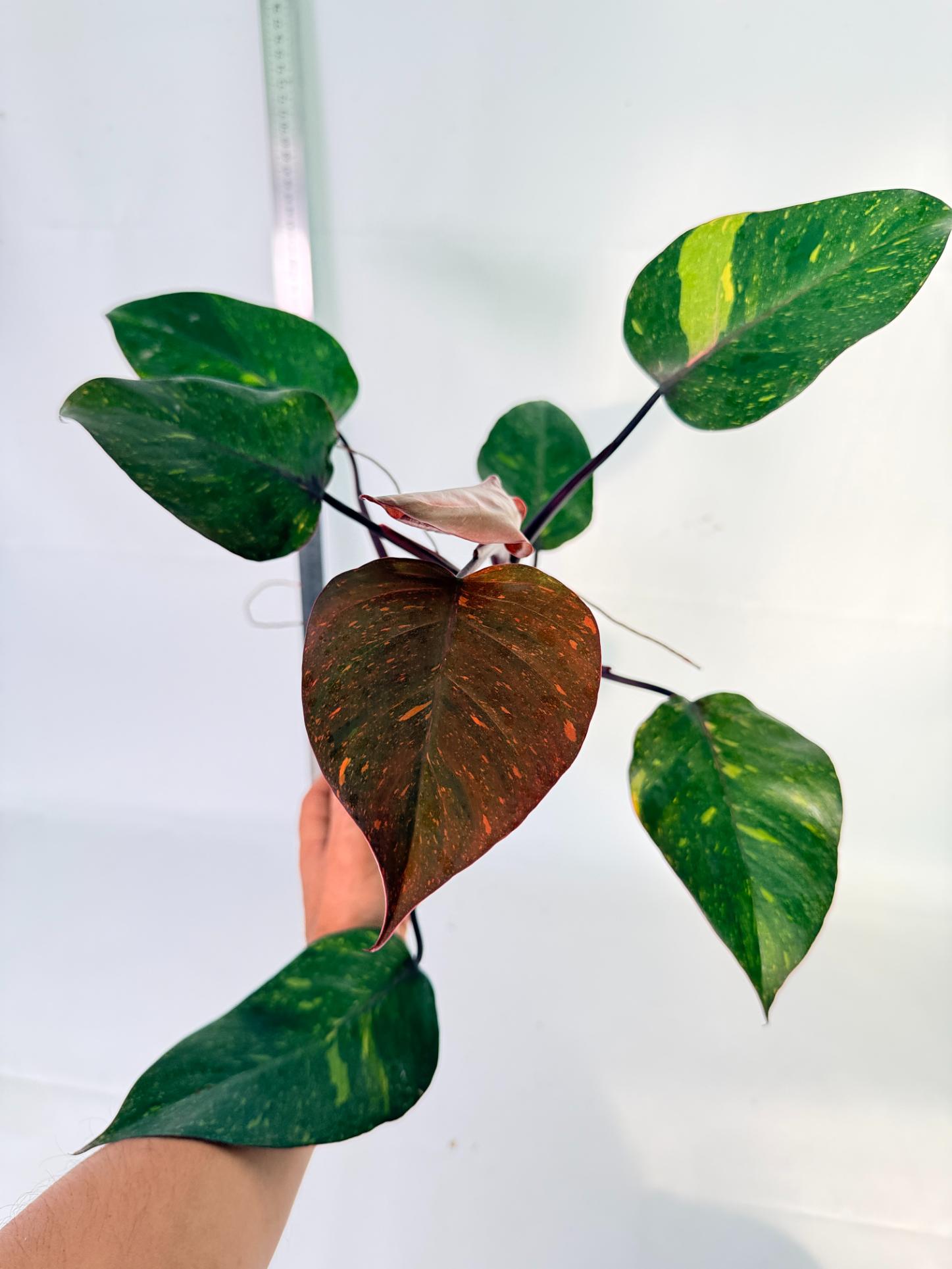 Philodendron Orange Princess Variegata 7