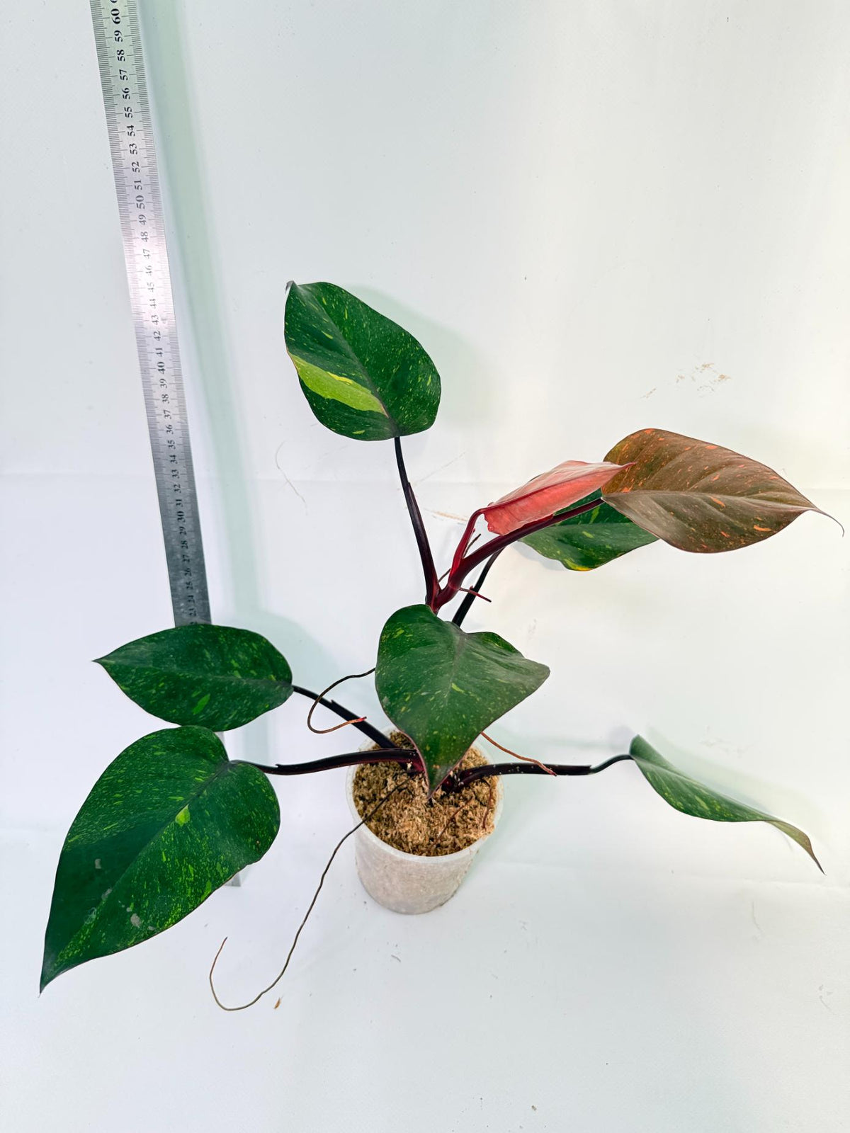 Philodendron Orange Princess Variegata 3