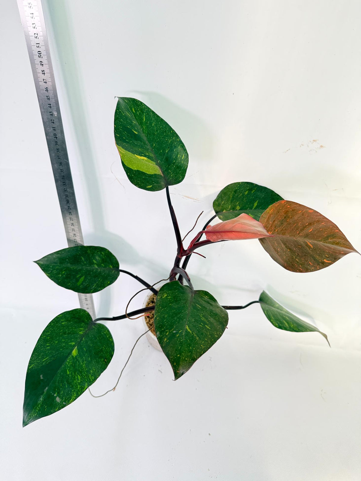 Philodendron Orange Princess Variegata 6