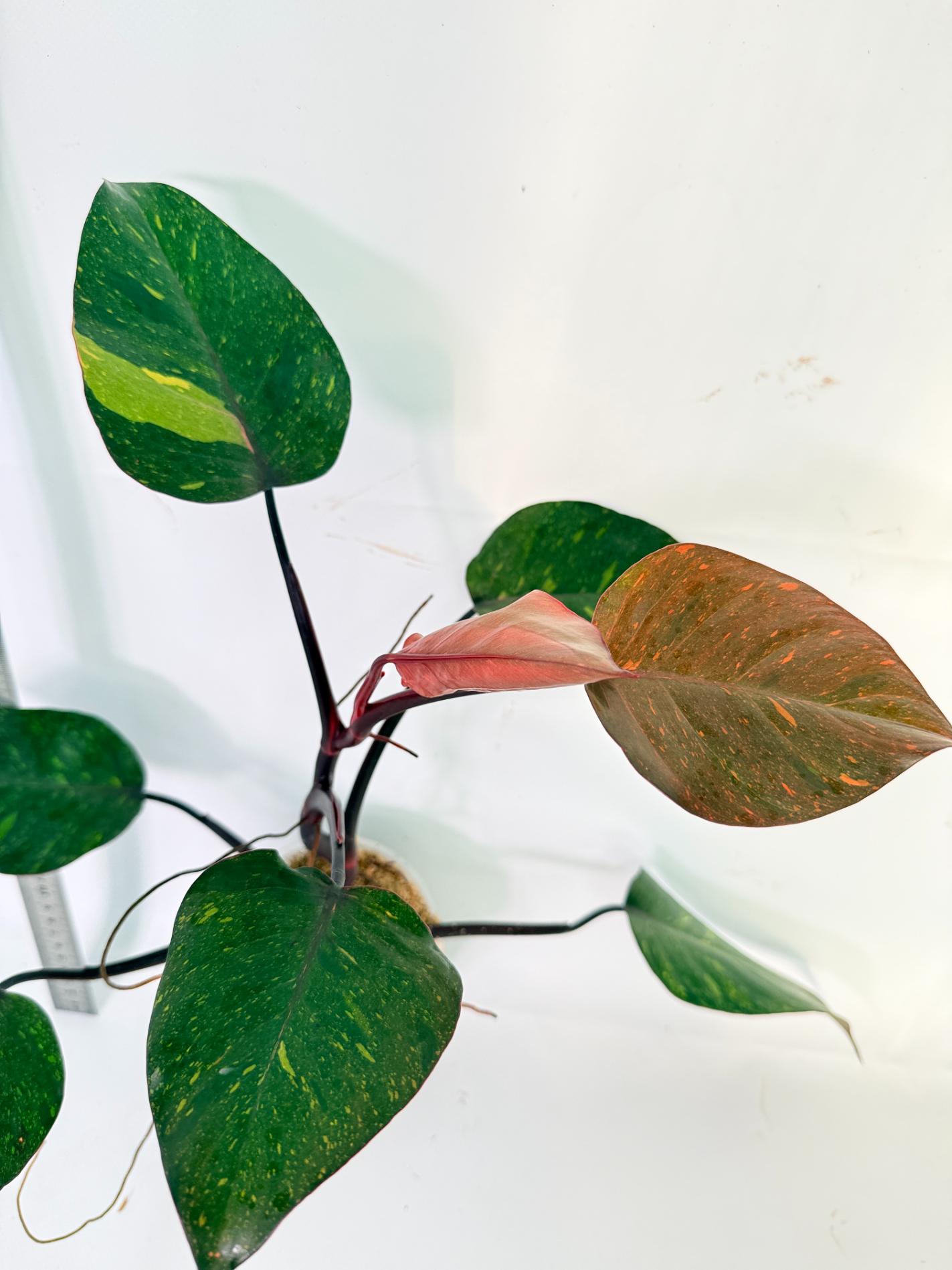 Philodendron Orange Princess Variegata 4