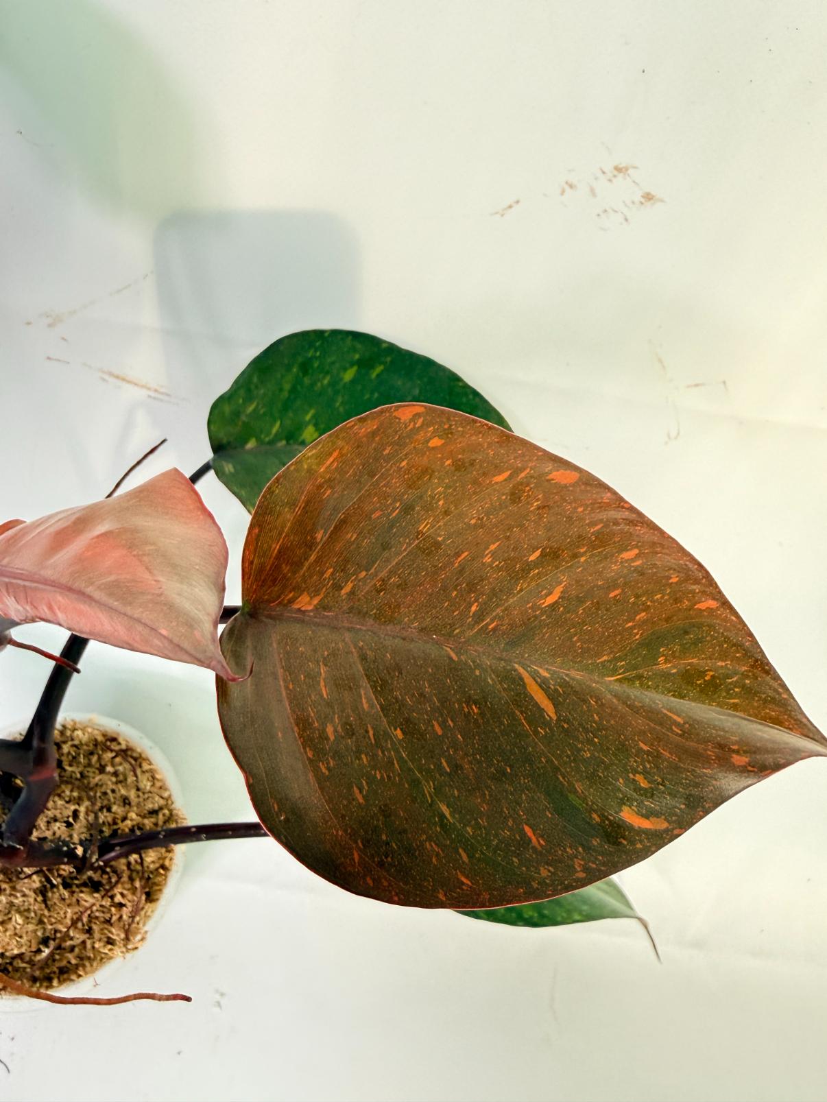 Philodendron Orange Princess Variegata 1