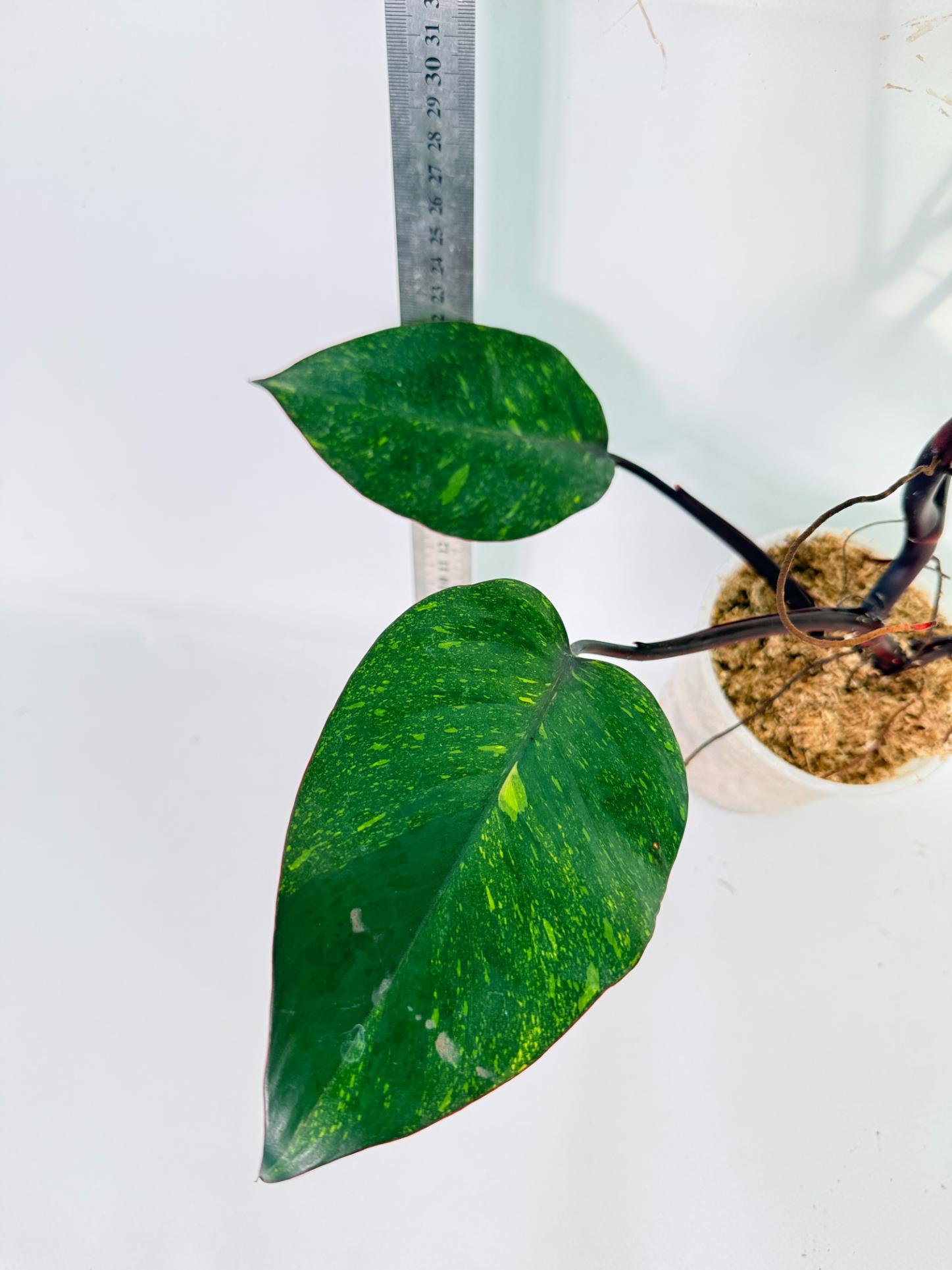 Philodendron Orange Princess Variegata 8