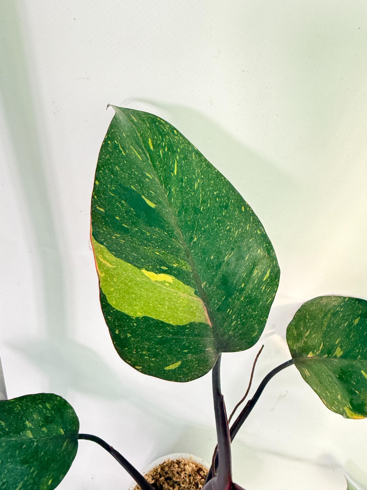 Philodendron Orange Princess Variegata 9