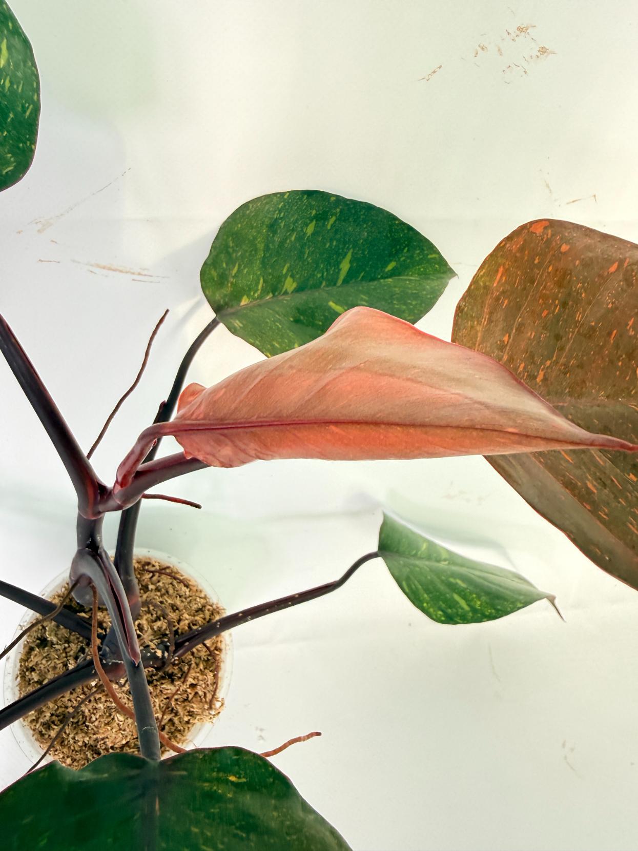 Philodendron Orange Princess Variegata 5