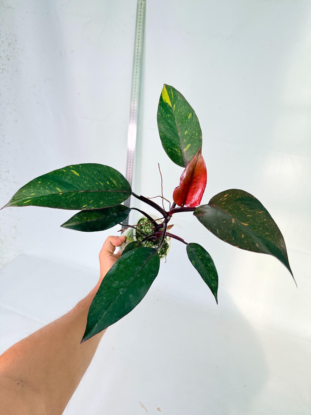  Philodendron Orange Princess Variegata 5