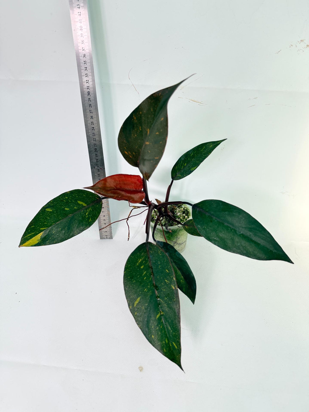  Philodendron Orange Princess Variegata 6