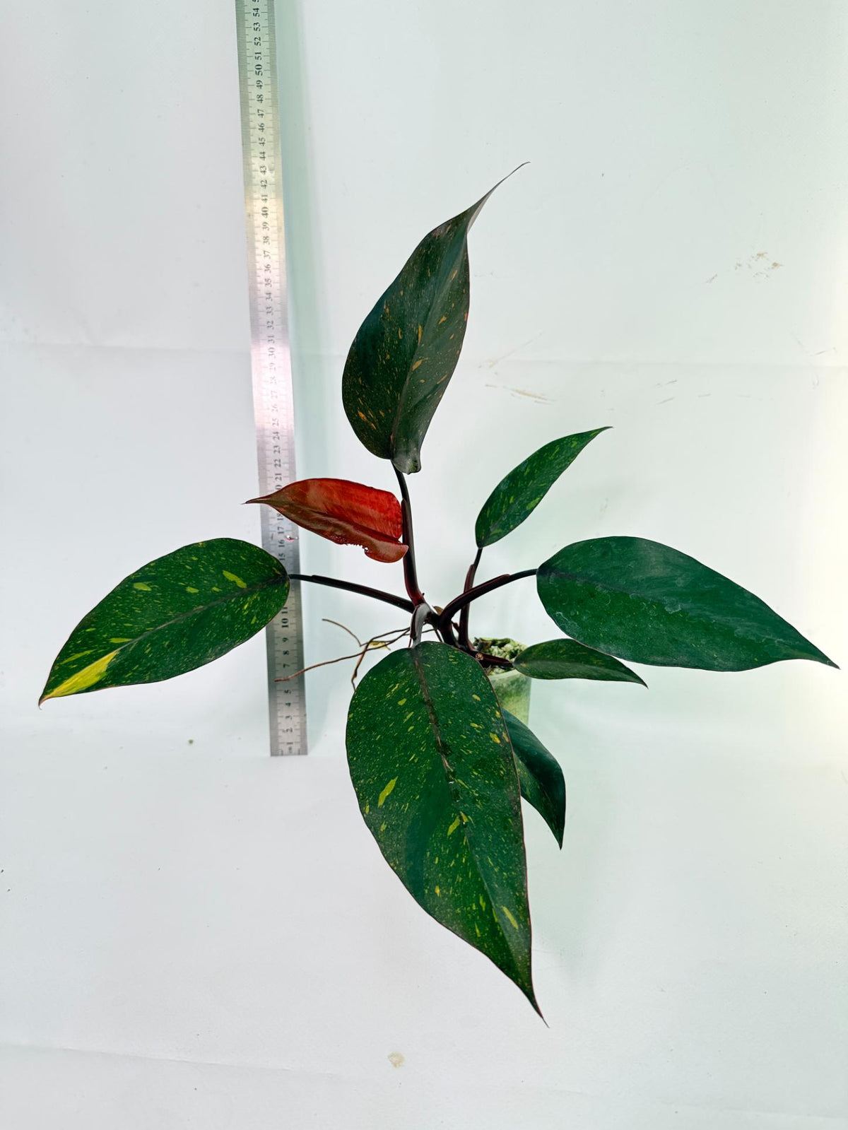  Philodendron Orange Princess Variegata 7