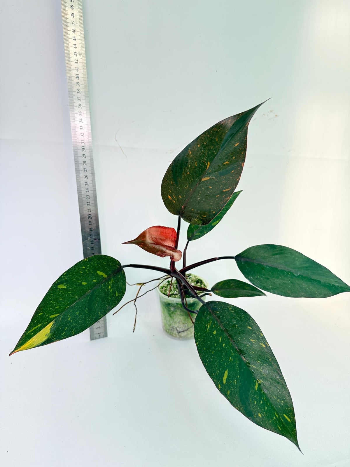 Philodendron Orange Princess Variegata 8