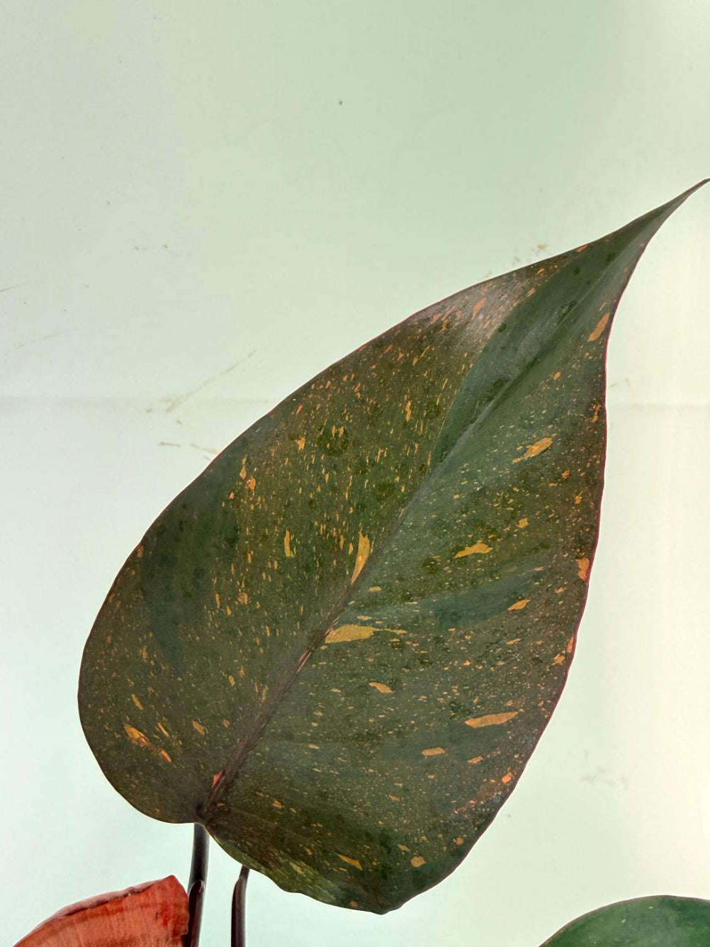  Philodendron Orange Princess Variegata 1