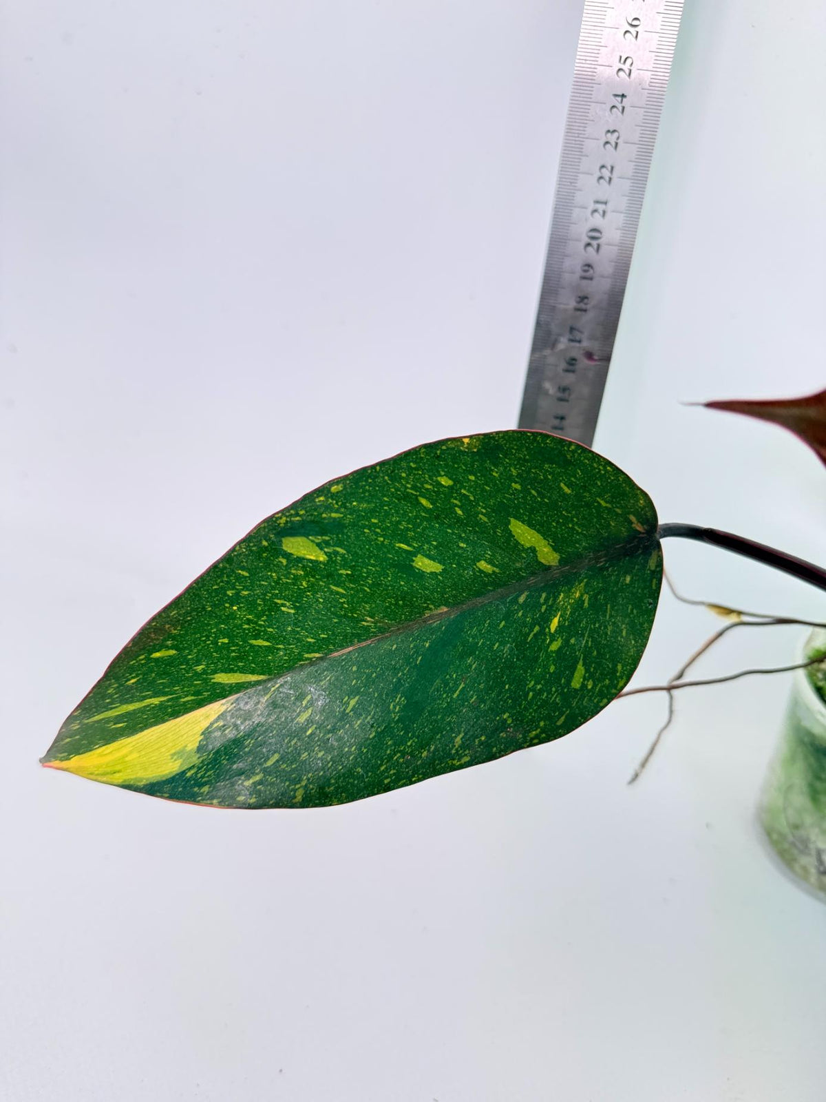  Philodendron Orange Princess Variegata 4