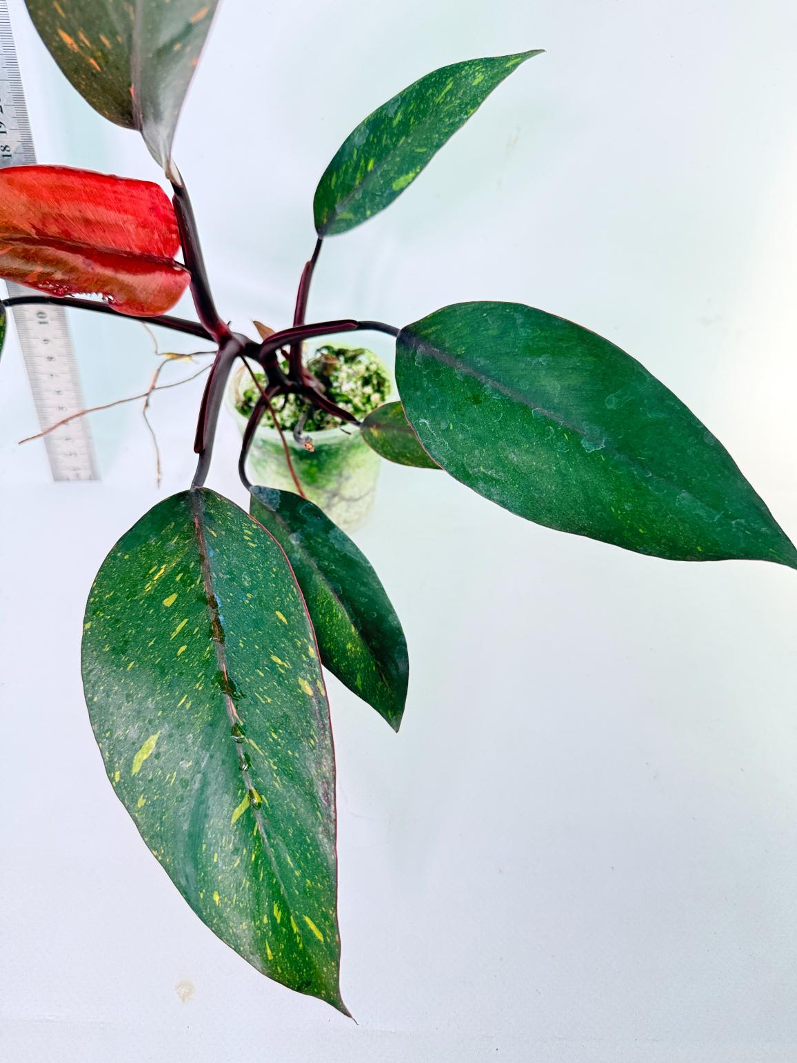  Philodendron Orange Princess Variegata 3