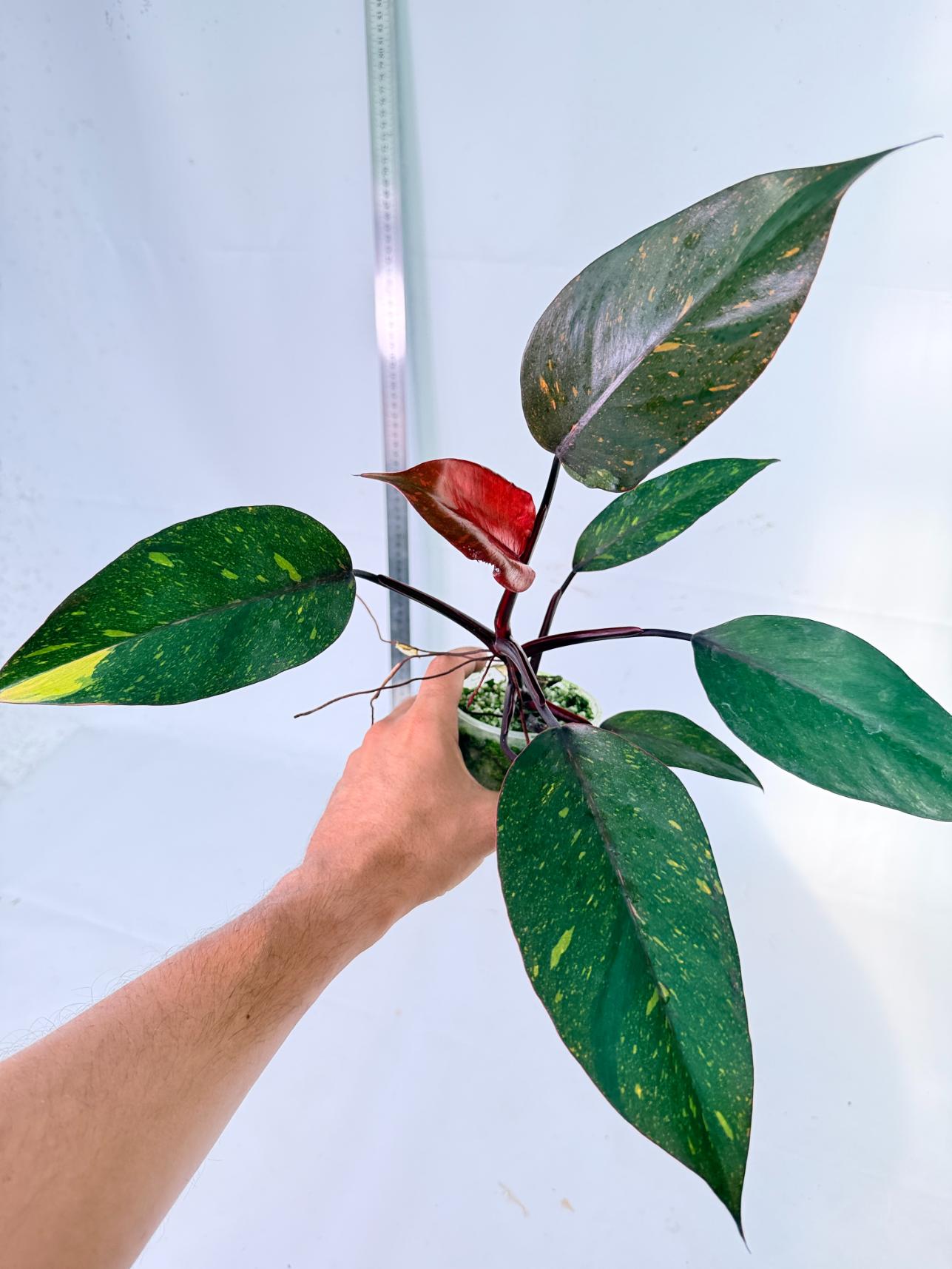  Philodendron Orange Princess Variegata 2