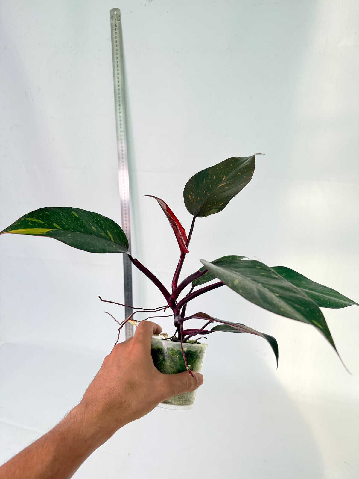  Philodendron Orange Princess Variegata 9