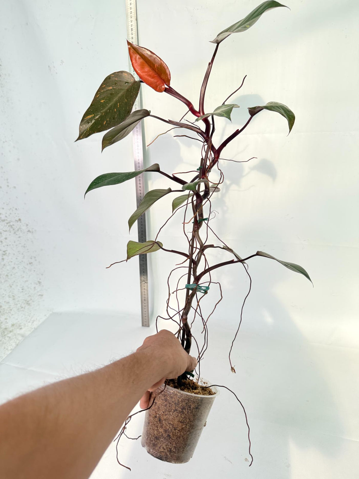 Philodendron Orange Princess Variegata 4