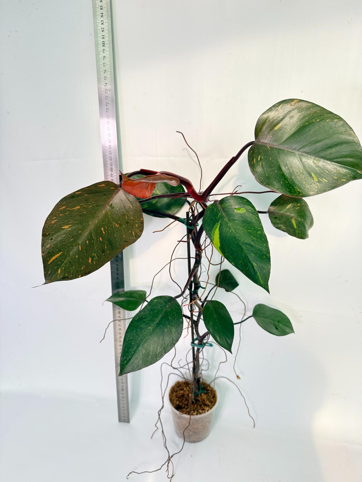 Philodendron Orange Princess Variegata 9