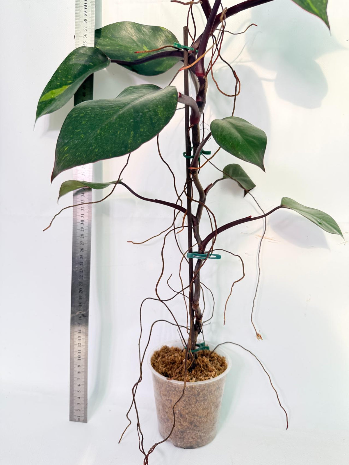 Philodendron Orange Princess Variegata 10
