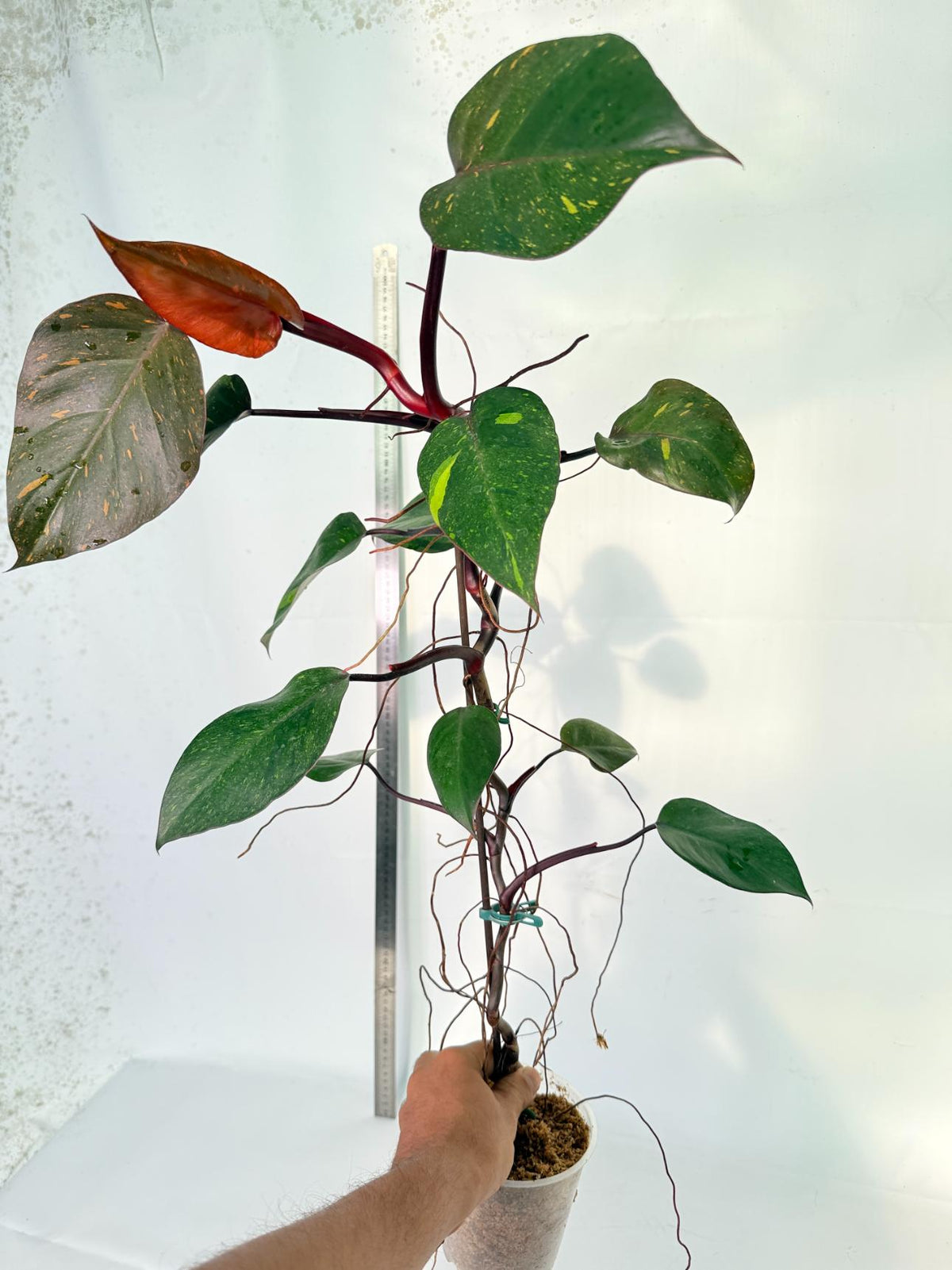 Philodendron Orange Princess Variegata 11