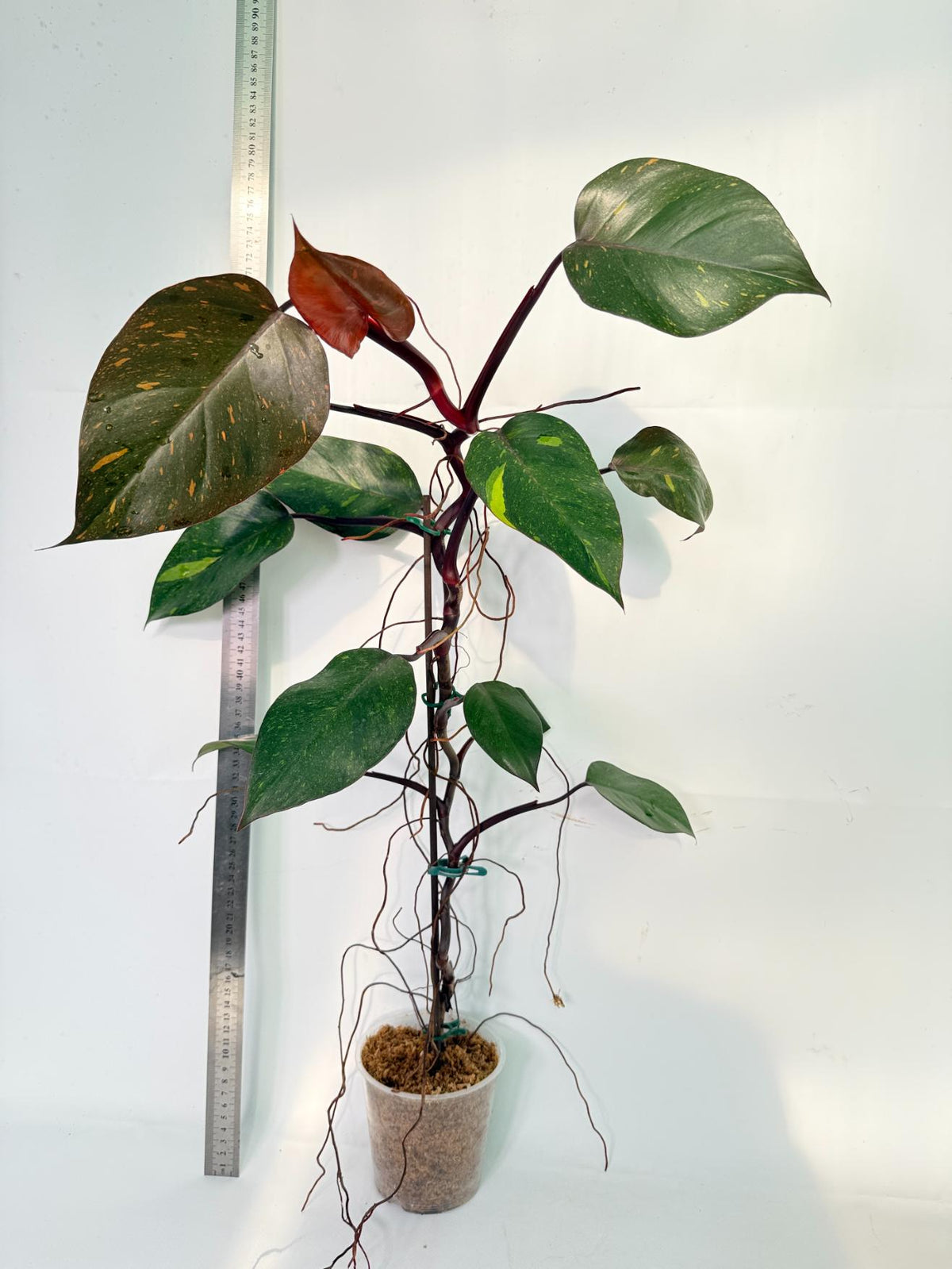 Philodendron Orange Princess Variegata 2