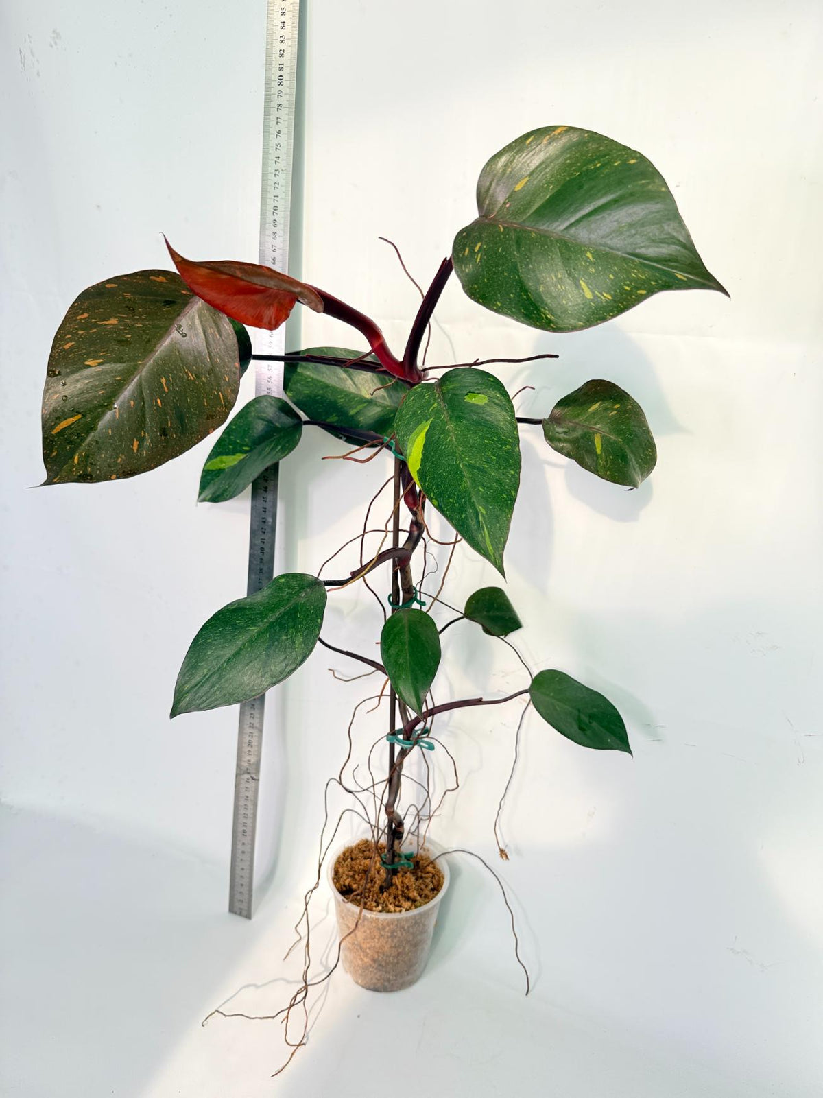 Philodendron Orange Princess Variegata 6