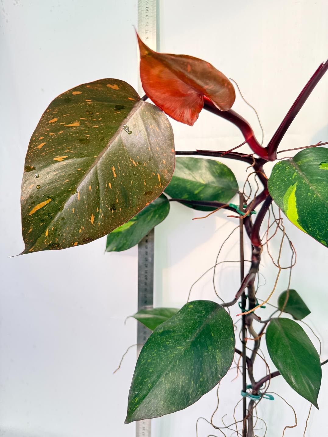Philodendron Orange Princess Variegata 5